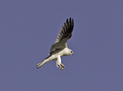 White-tailed Kite P2242466.jpg