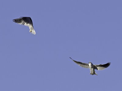 White-tailed Kites P2242271.jpg