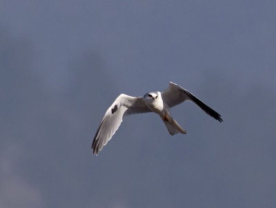 White-tailed-Kite-P1100116.jpg