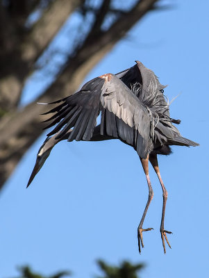 Great Blue Heron _4013140.jpg