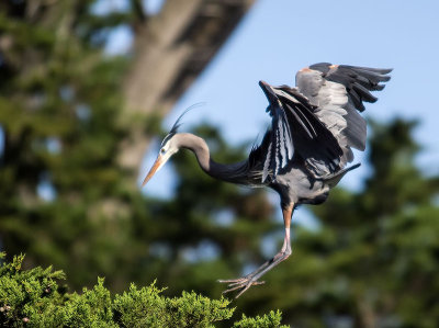 Great Blue Heron _4013141.jpg