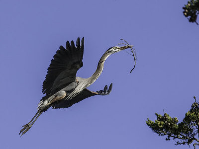 Great Blue Heron _4203547.jpg