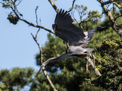 Great Blue Heron _4203592.jpg