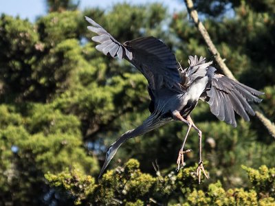 Great Blue Heron _4203593.jpg