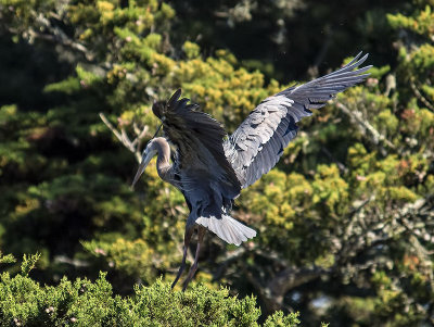 Great Blue Heron _4203597.jpg