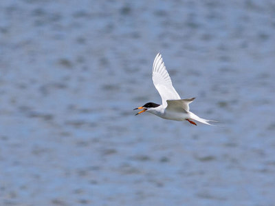 Forsters Tern _5284141-2.jpg