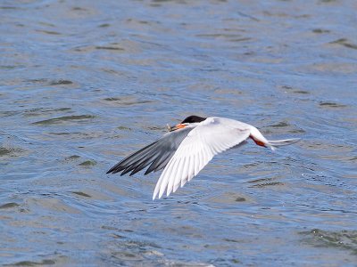 Forsters Tern _5284179-2.jpg