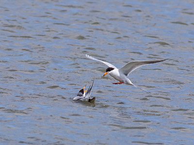 Forsters Terns _5284256-2.jpg