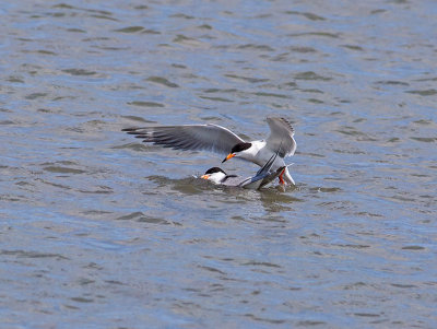 Forsters Terns _5284258-2.jpg