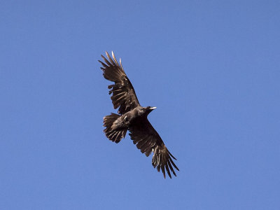 Common Raven _4283723.jpg