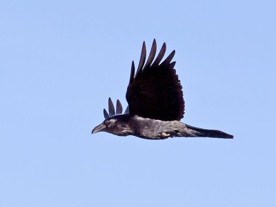 Raven-P1171017.jpg