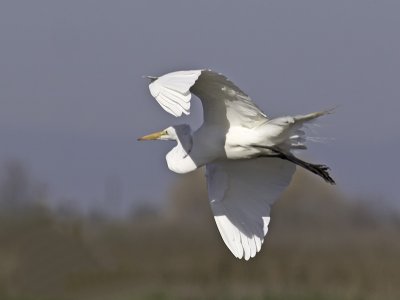 Great Egret _3053066.jpg