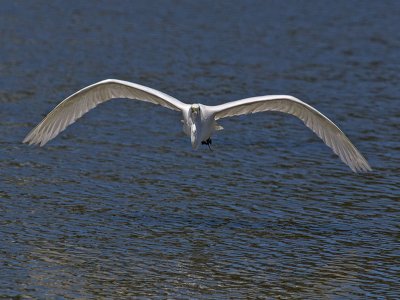 Great Egret _5254120.jpg