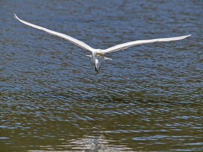 Great Egret _5254124.jpg