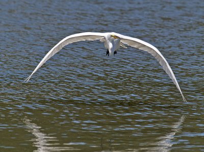 Great Egret _5254125.jpg