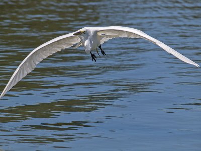 Great Egret _5254127.jpg