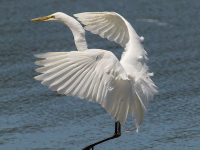 Great Egret _5254135-2.jpg