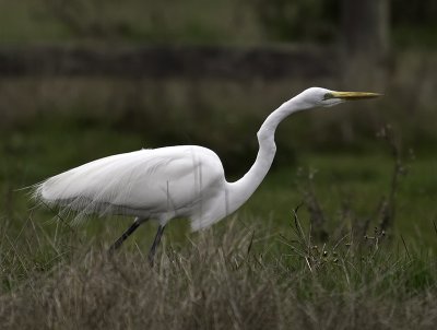Great Egret P2121746.jpg