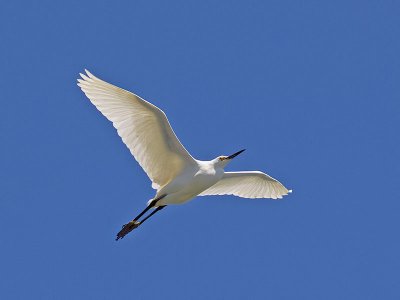 Snowy Egret _5233970.jpg