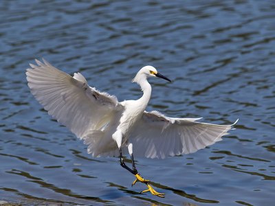 Snowy Egret _5254046.jpg