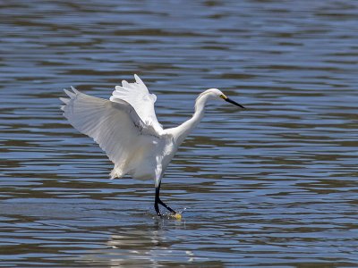 Snowy Egret _5254074.jpg