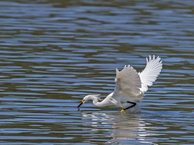Snowy Egret _5254077.jpg