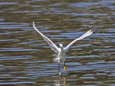 Snowy Egret _5254084.jpg