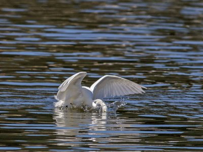 Snowy Egret _5254085.jpg