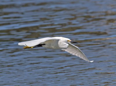 Snowy Egret _5254103.jpg