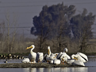 White Pelicans P2091627.jpg