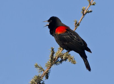 Red-winged-Blackbird-_1056804.jpg