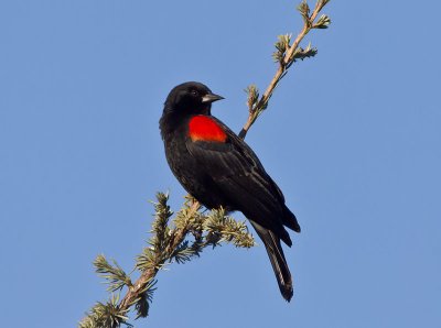 Red-winged-Blackbird-_1056811.jpg