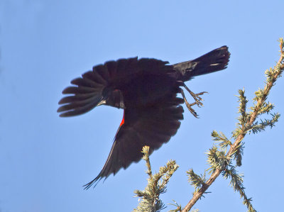 Red-winged-Blackbird-_1056816.jpg