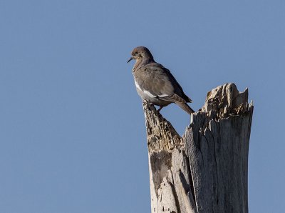 Rock Pigeon AZ _5043853.jpg