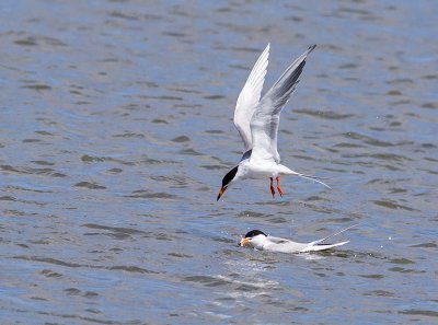 Forsters Terns _5284259-2.jpg
