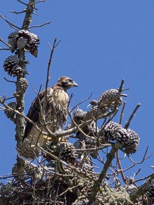 Red-tailed Hawk chick _6134383.jpg