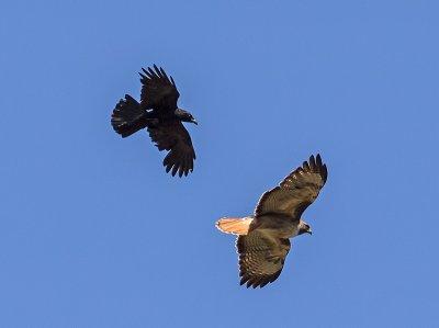 Red-tailed Hawk & Crow _6174570.jpg
