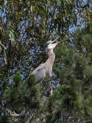 Great Blue Heron _7045225.jpg