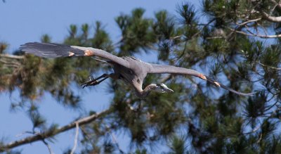 Great Blue Heron _7045236-2.jpg