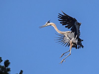 Great Blue Heron _7045353.jpg