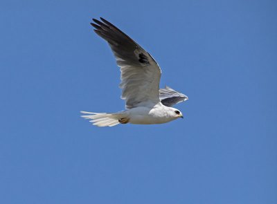 White-tailed Kite _7024900.jpg