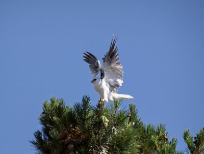 White-tailed Kite _7024921.jpg