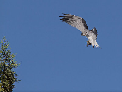 White-tailed Kite _7035029.jpg