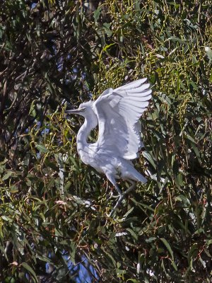 Snowy Egret _7045390.jpg