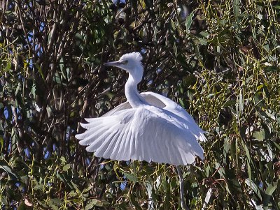 Snowy Egret _7045391.jpg