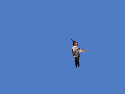 Anna's Hummingbird _7035009.jpg
