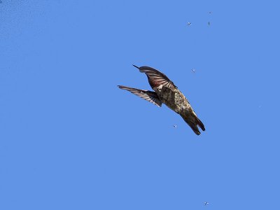 Anna's Hummingbird _7035012.jpg