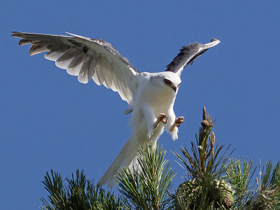 White-tailed Kite _7045187-2.jpg