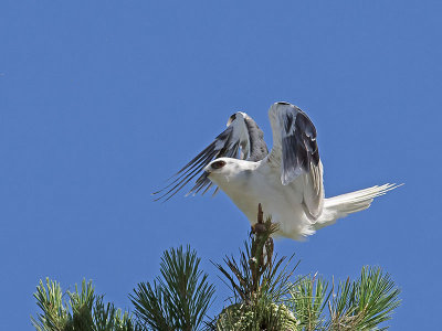 White-tailed Kite _7045195.jpg