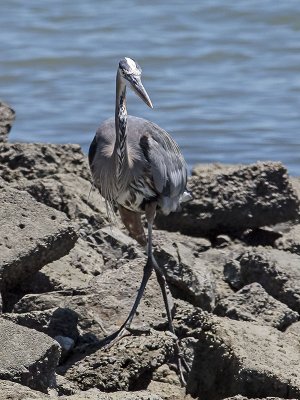 Great Blue Heron _7105582.jpg